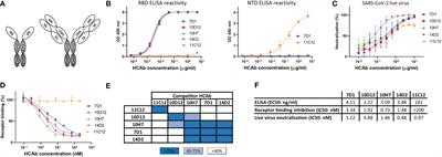 Avidity engineering of human heavy-chain-only antibodies mitigates neutralization resistance of SARS-CoV-2 variants